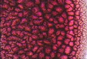 Light field microscopy of an even dried blood sample with a clean edge